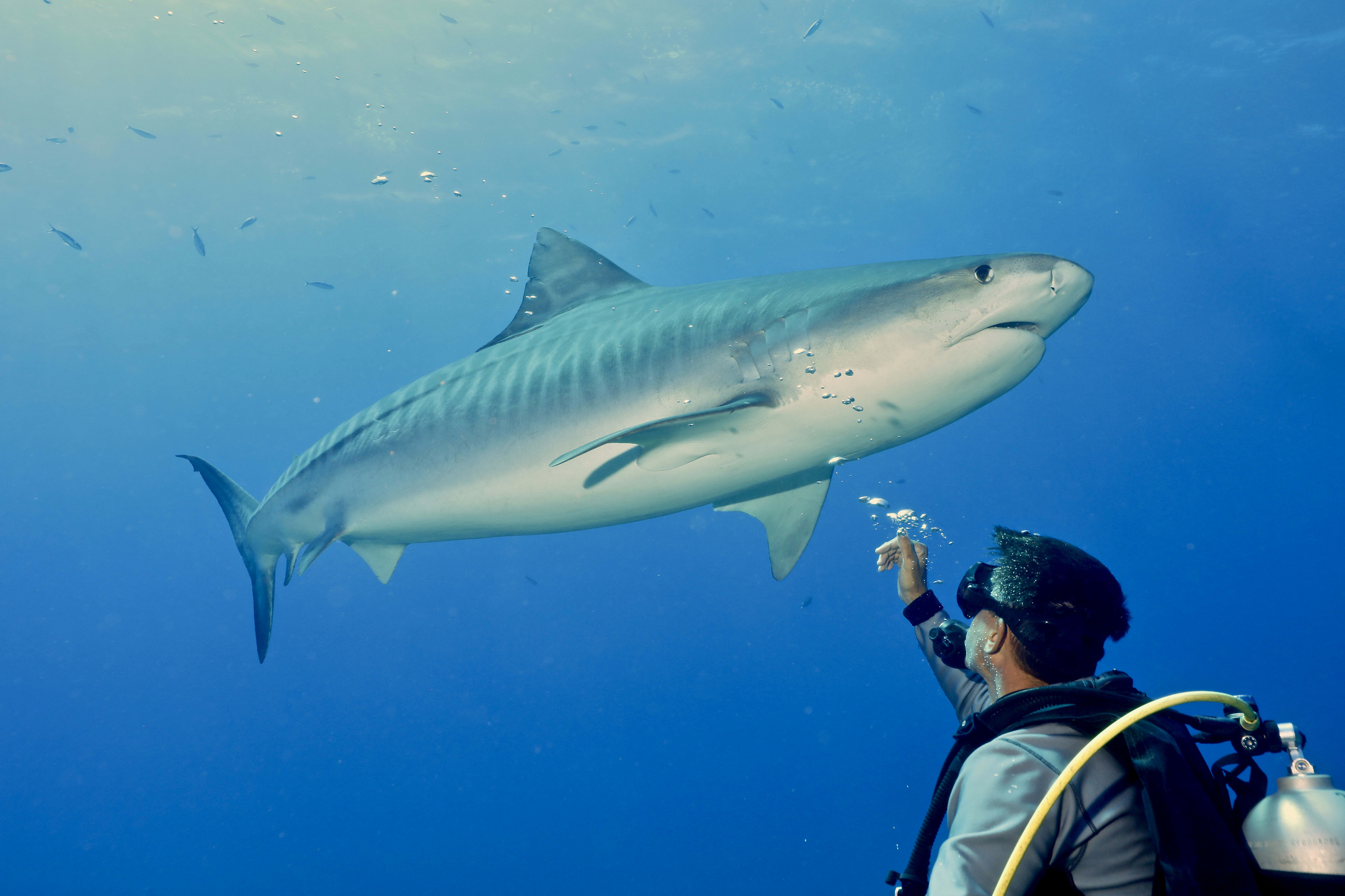 Ocean Unite, Sharks, CITES Ocean Unite, Sharks, CITES