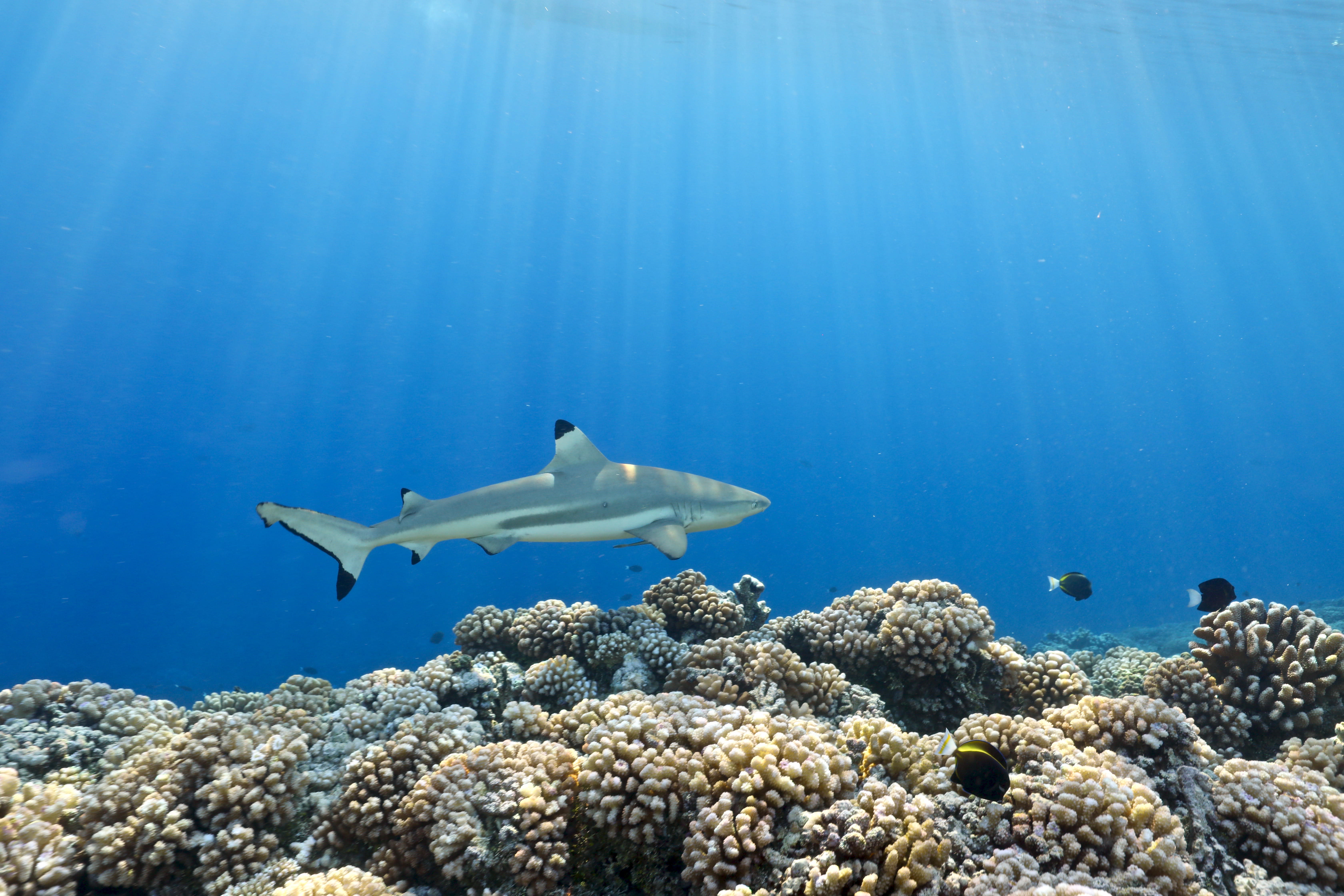 Ocean Unite, Sharks, CITES Ocean Unite, Sharks, CITES