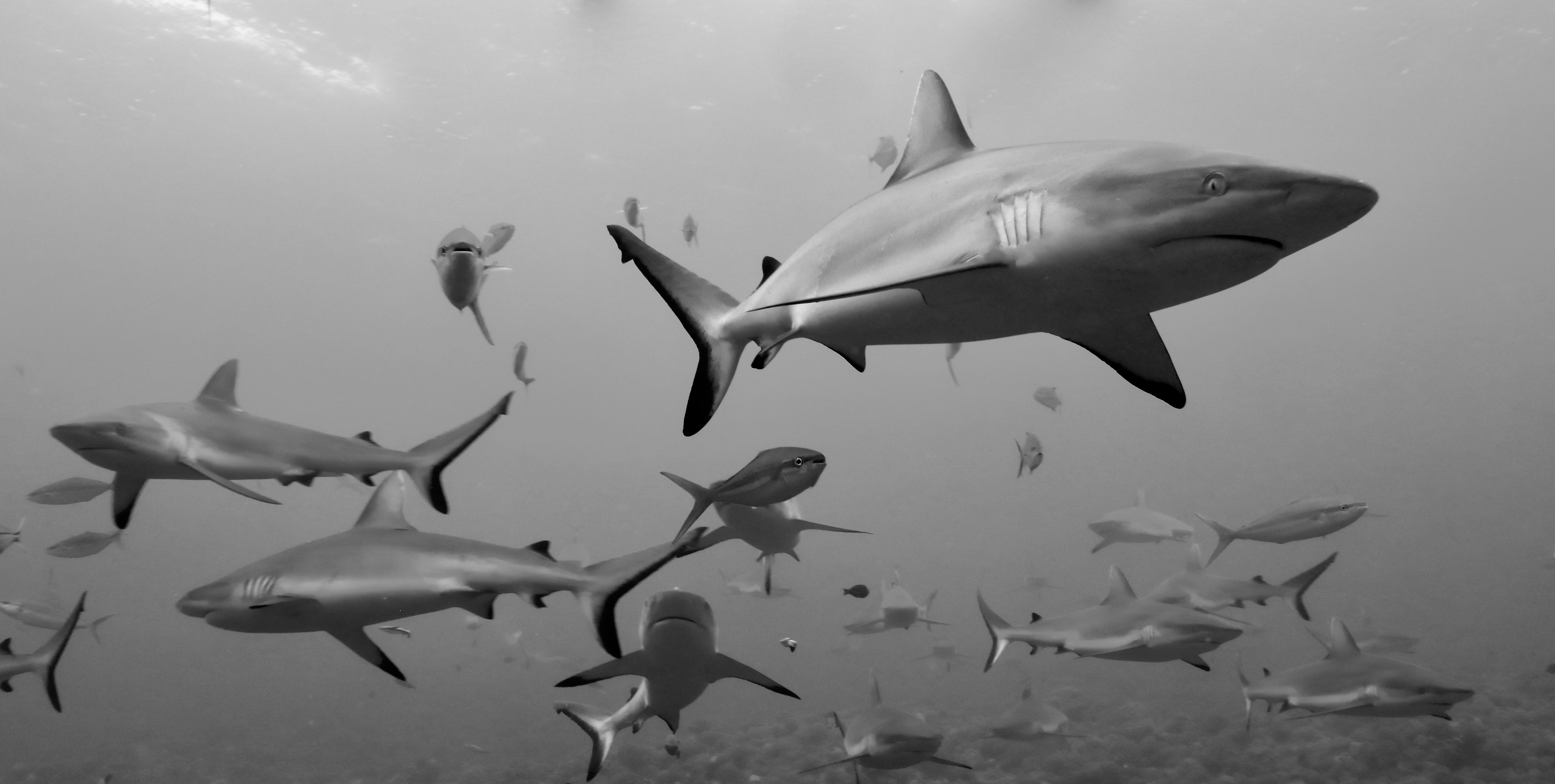 Ocean Unite, Sharks, CITES Ocean Unite, Sharks, CITES