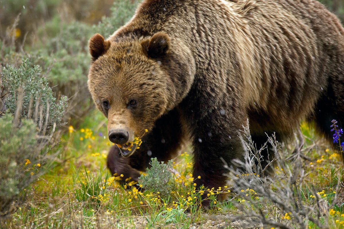 Virgin Unite, Conservation, Jamie Joseph, Bears, Mangelsen
