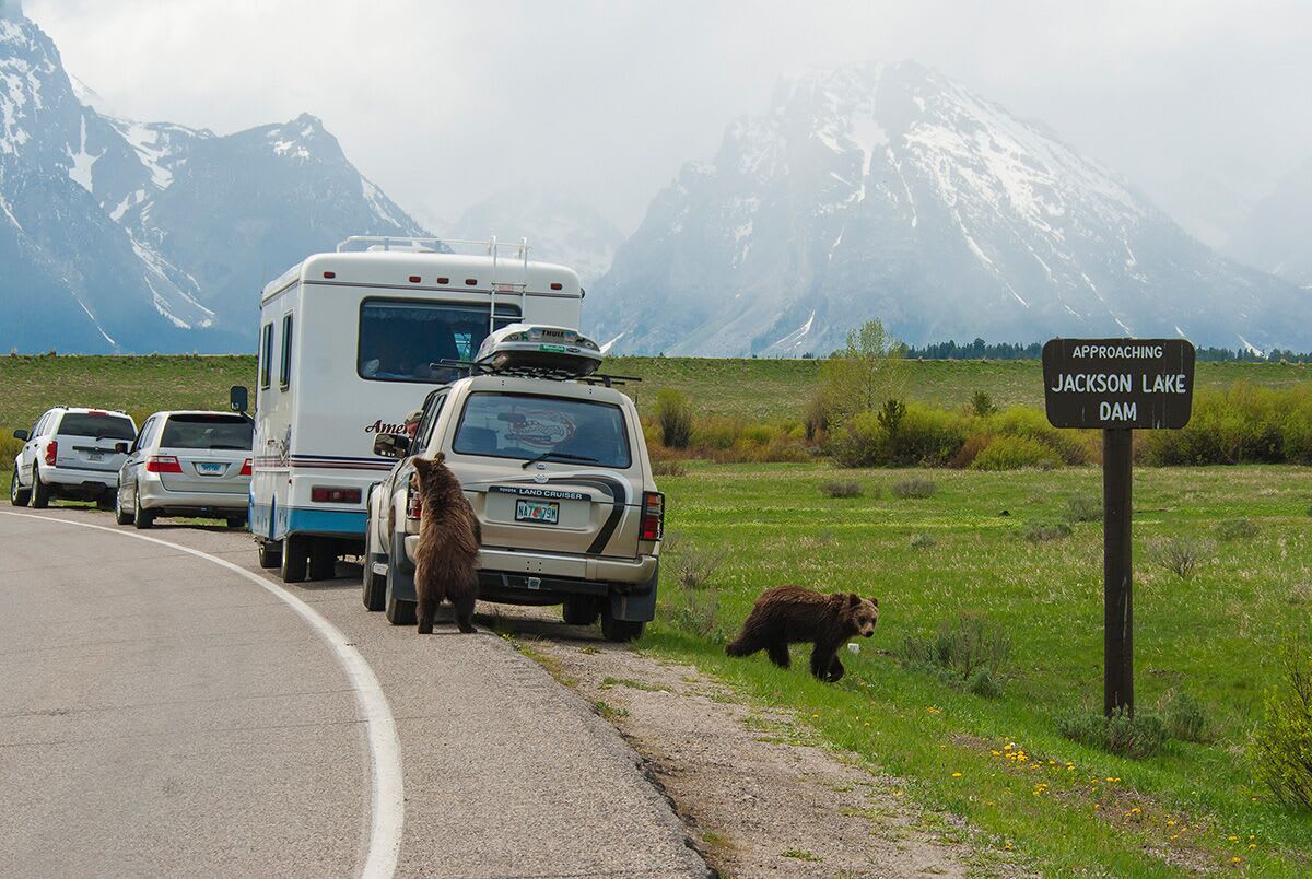 Virgin Unite, Conservation, Jamie Joseph, Bears, Mangelsen
