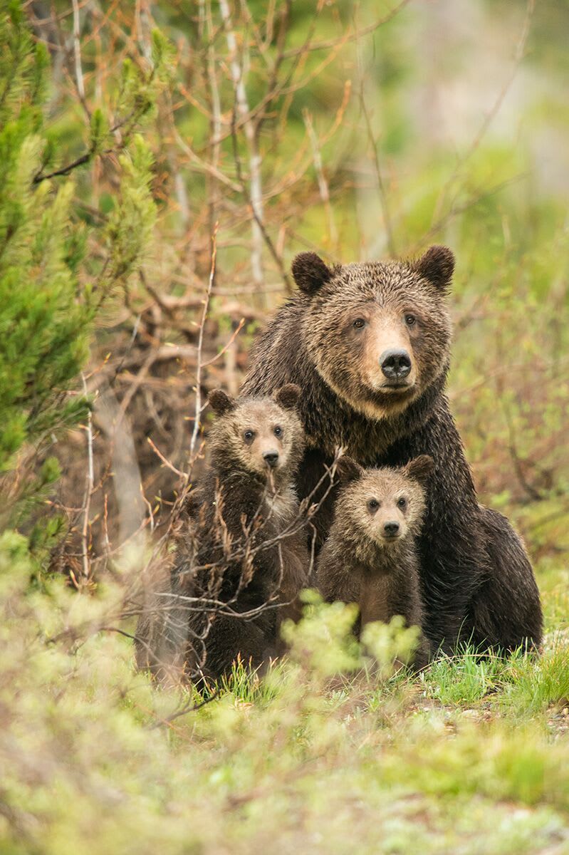 Virgin Unite, Conservation, Jamie Joseph, Bears, Mangelsen