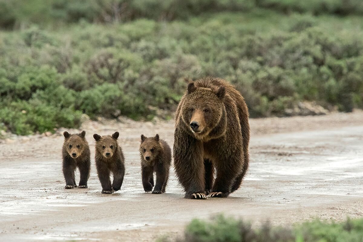 Virgin Unite, Conservation, Jamie Joseph, Bears, Mangelsen