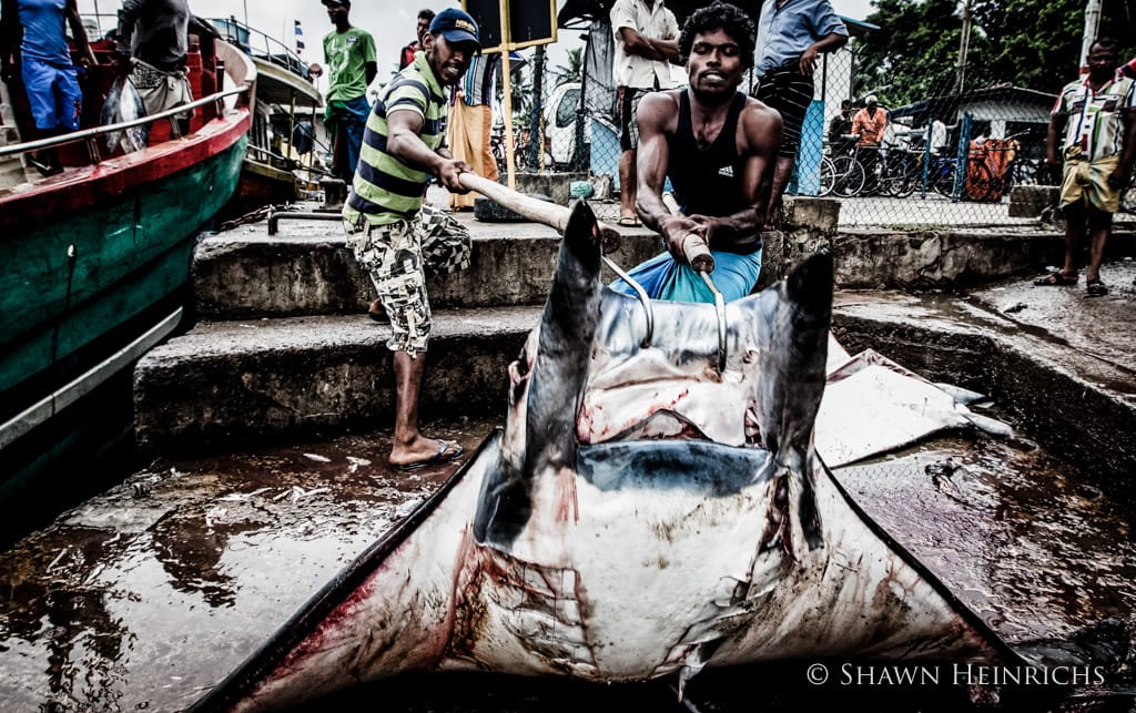Virgin Unite, ocean conservation, shawn heinrichs, manta