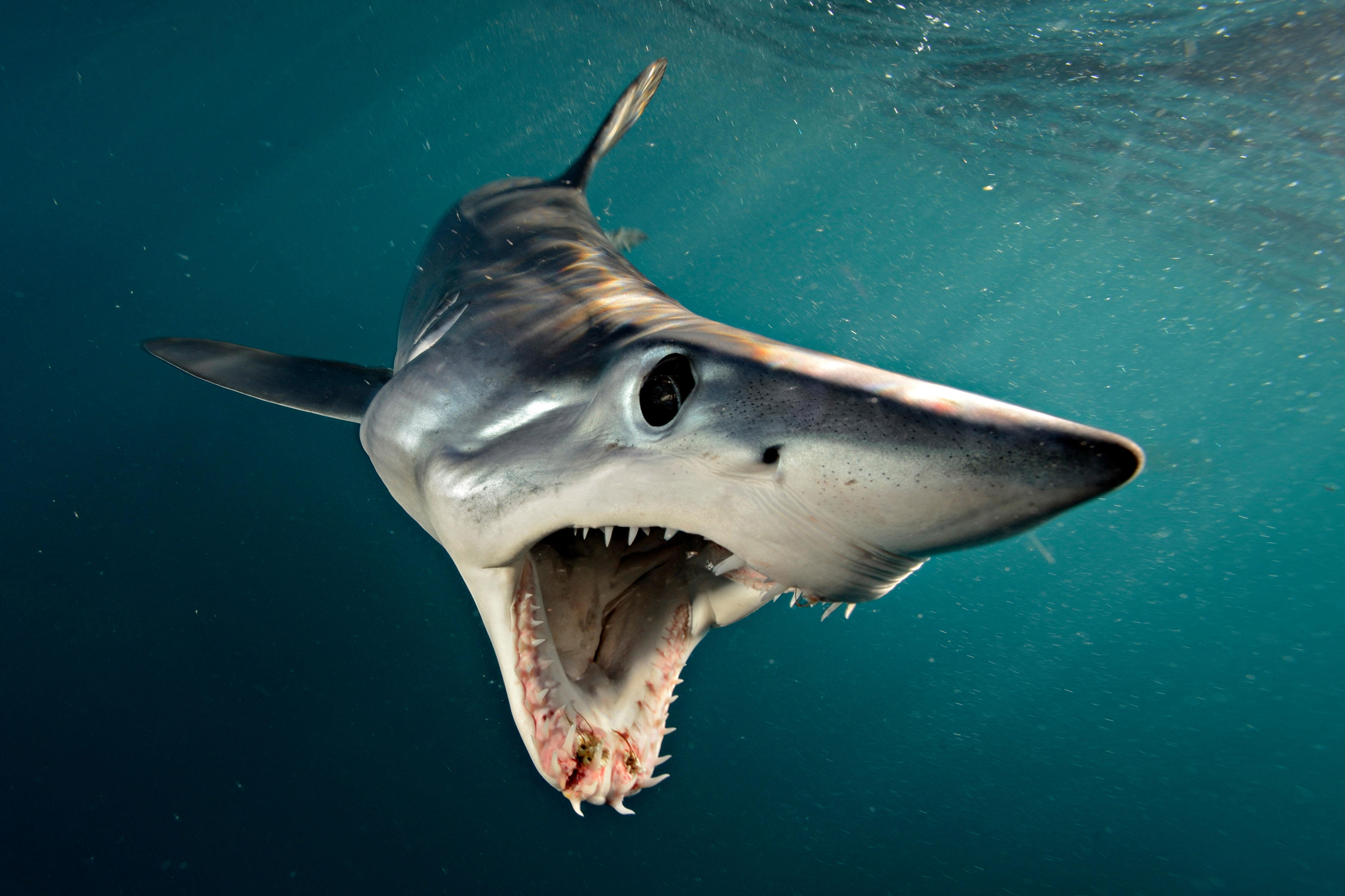 Ocean Unite, National Geographic, Alamy Ocean Unite, National Geographic, Alamy