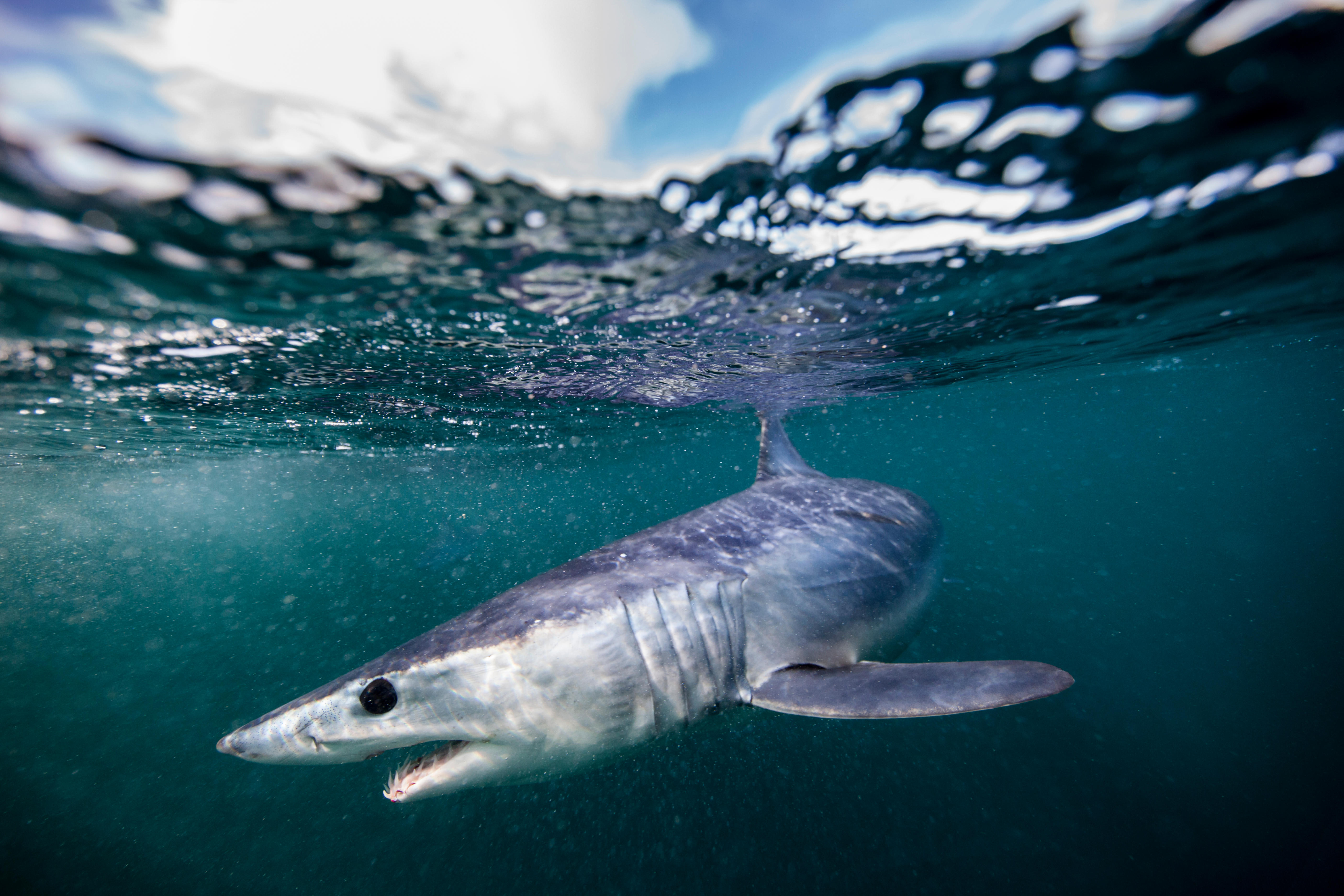 Ocean Unite, Nature PL:Alamy Ocean Unite, Nature PL:Alamy