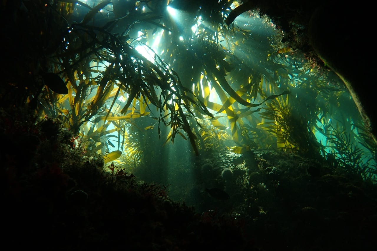 Virgin unite, ocean unite, carina rubin frankal