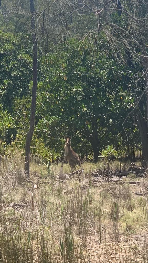 A kangaroo A kangaroo