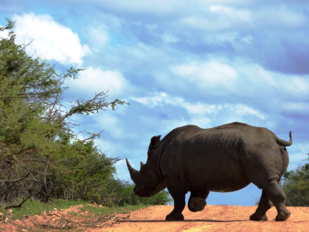 Virgin Unite, Saving the Wild, Rhinos, Jamie Joseph