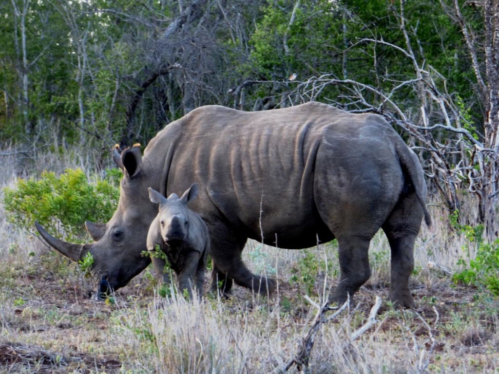 Virgin Unite, Rhino, Animal Conservation, Saving the Wild, Jamie Joseph