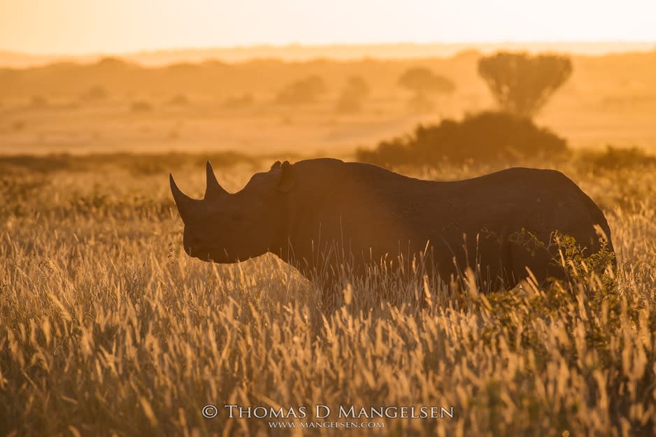 Saving the Wild, Rhinos Saving the Wild, Rhinos