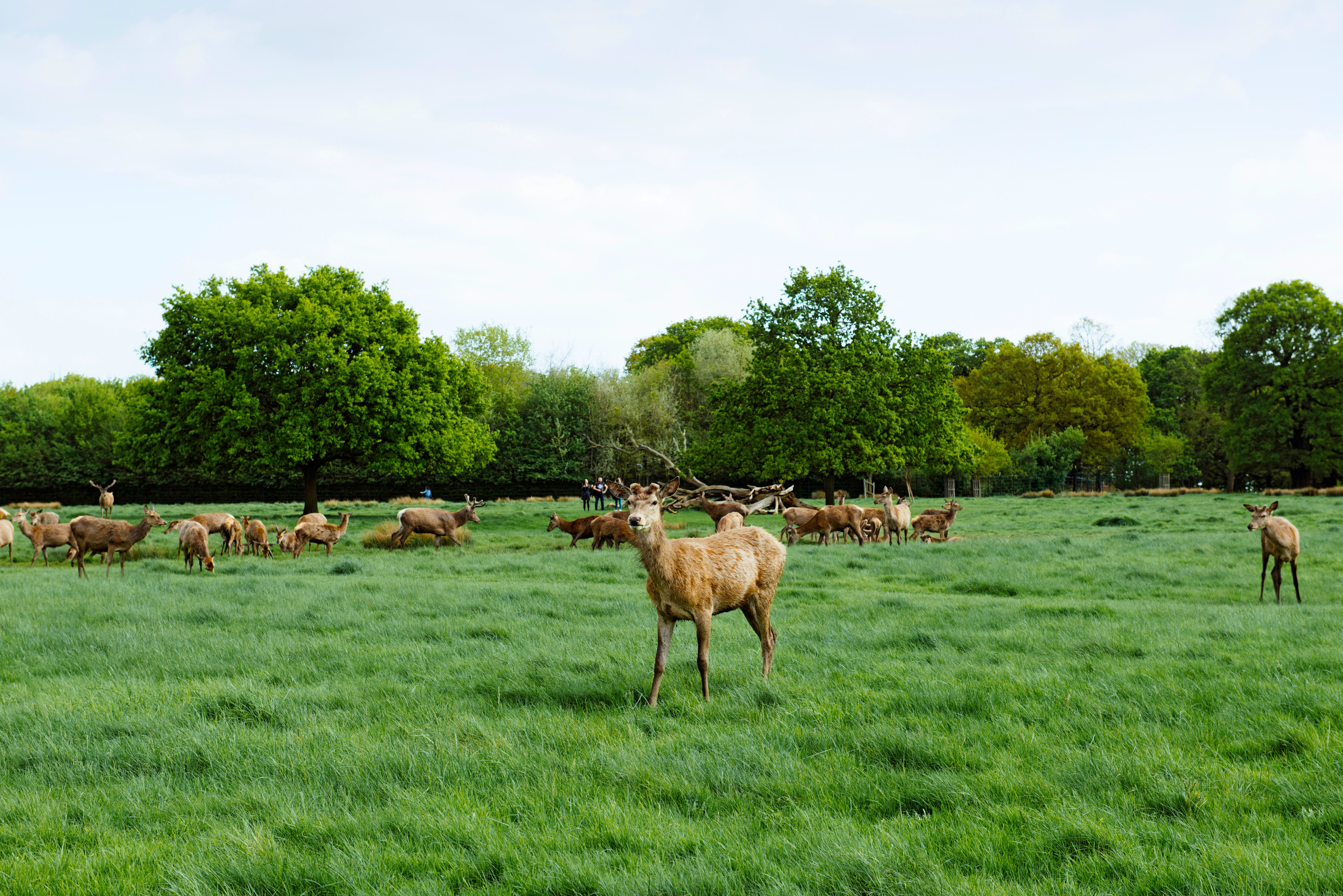 Richmond Park Richmond Park