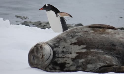 Virgin Unite, Ocean Unite, Lewis Pugh, Antarctic