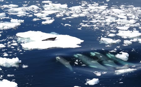 Virgin Unite, Ocean Unite, Lewis Pugh, Antarctic