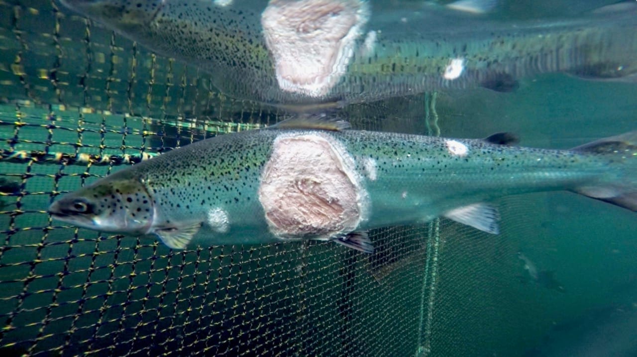 Virgin Unite, Ocean Unite, Salmon farming