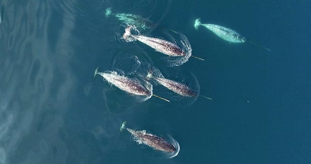 Ocean image from OceansNorth.ca Ocean image from OceansNorth.ca