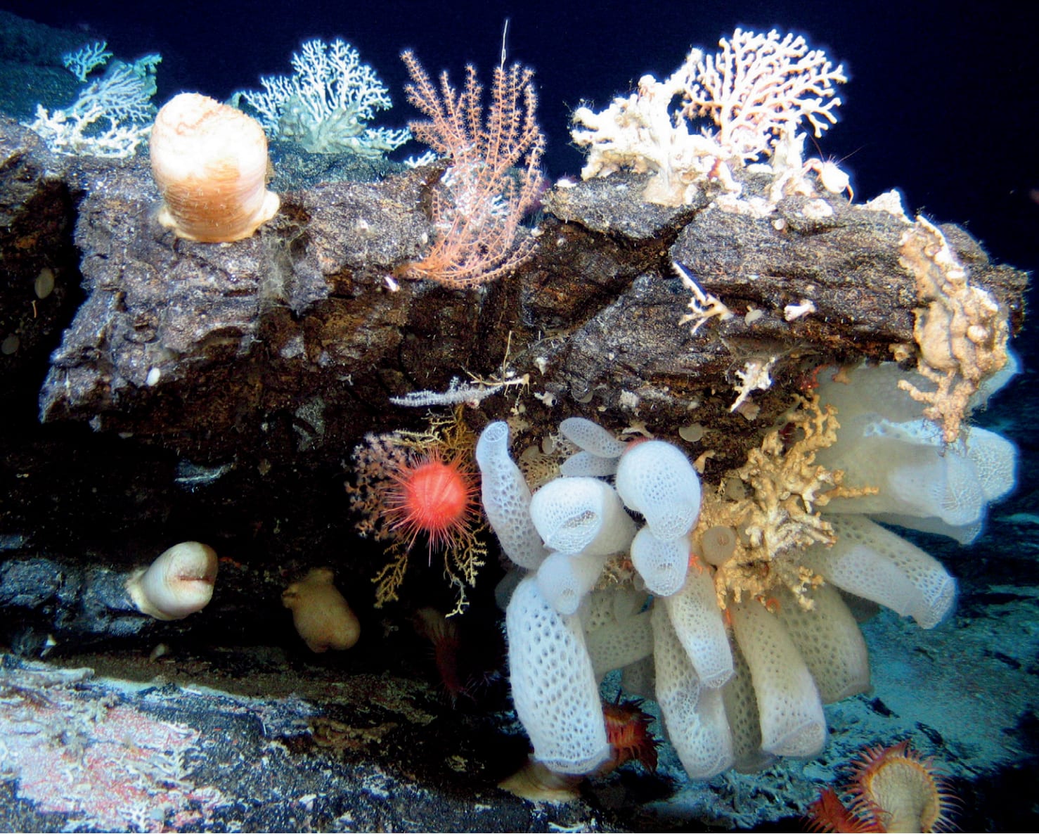 Ocean Unite, The Deep Ocean Unite, The Deep