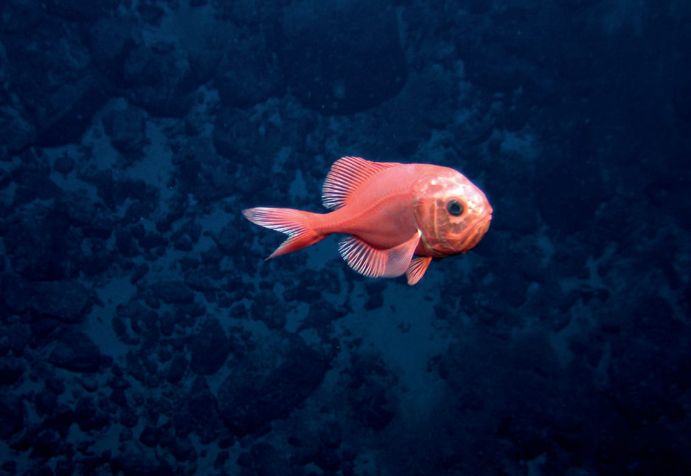 Ocean Unite, The Deep Ocean Unite, The Deep