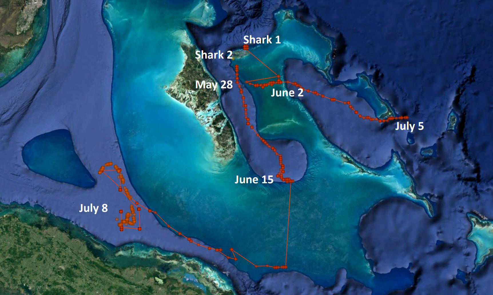 Ocean Unite, Tiger Sharks Ocean Unite, Tiger Sharks