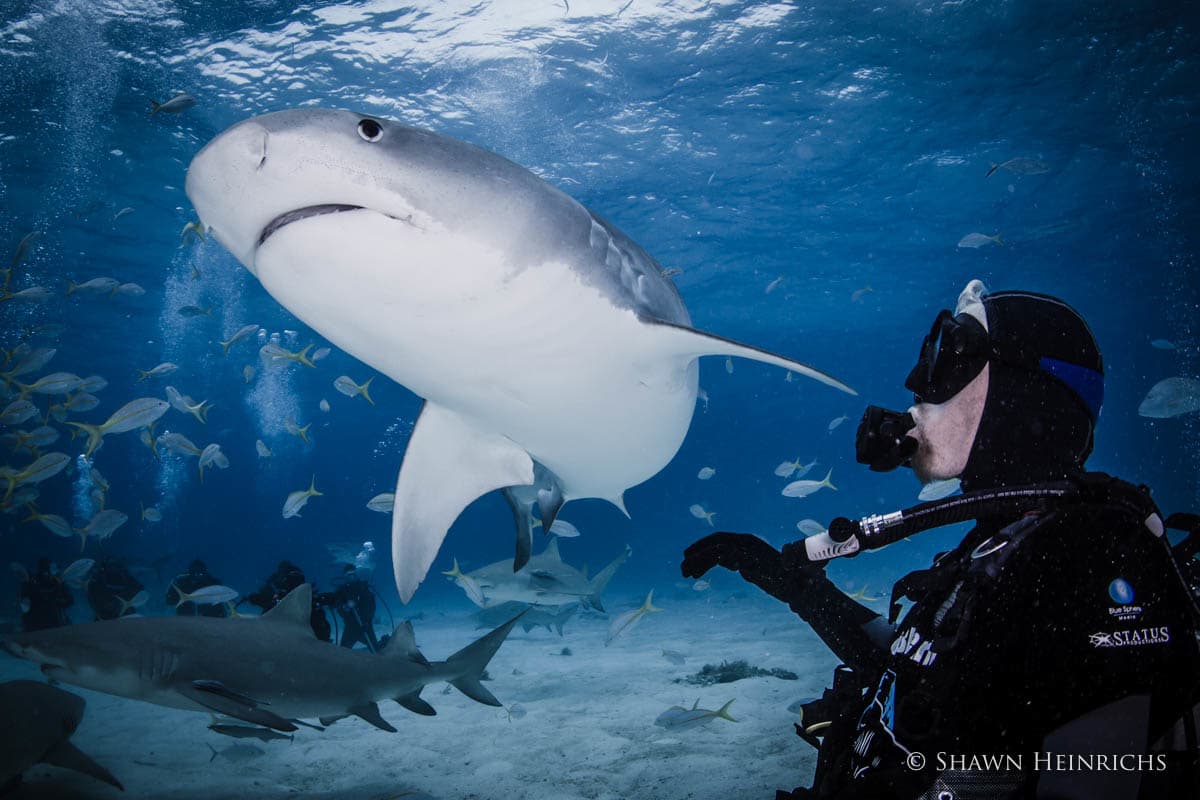 Virgin Unite, Ocean Unite, Sharks, Shawn Heinrichs