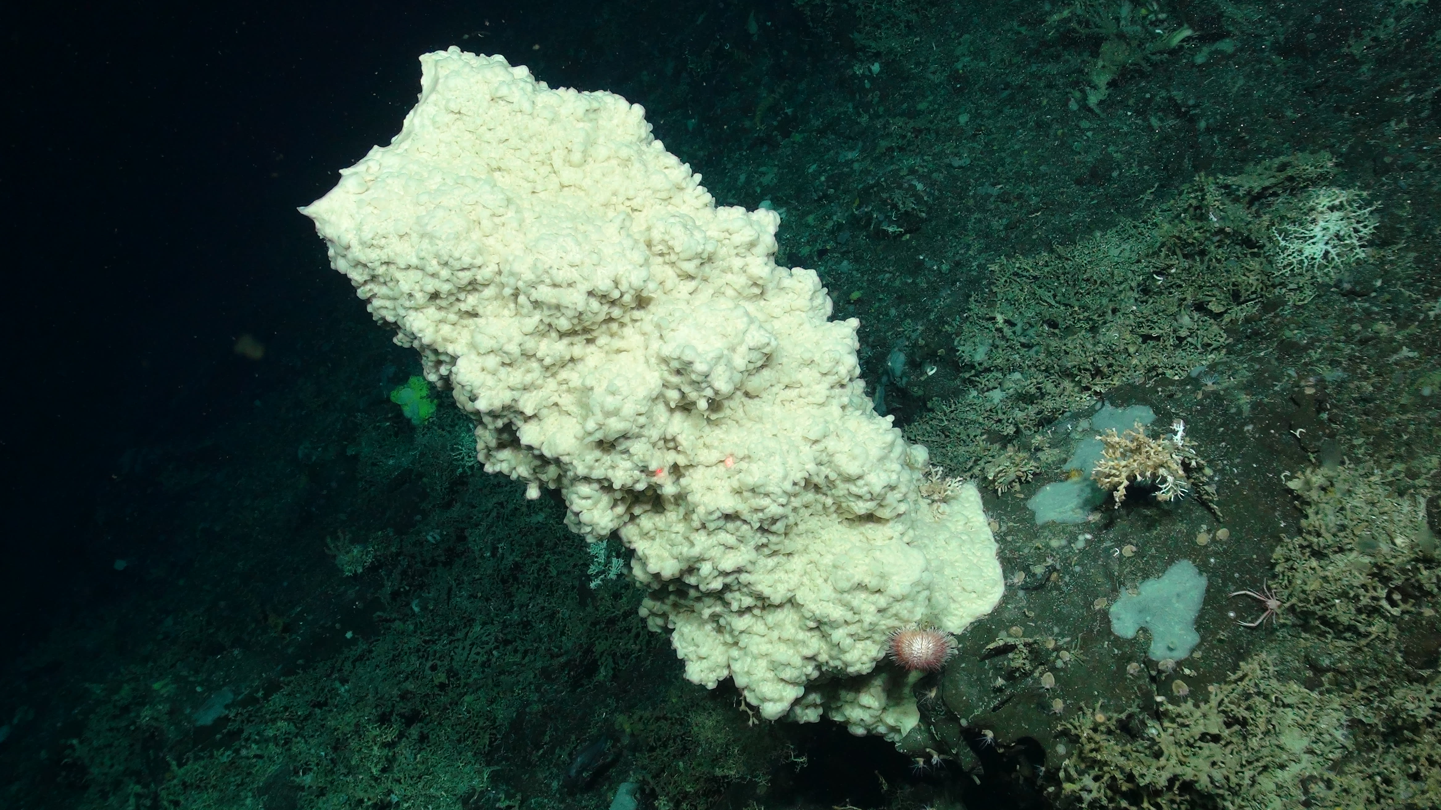 Ocean Unite, Sponge Rockall Ocean Unite, Sponge Rockall