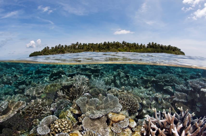 Ocean Unite, Coral Ocean Unite, Coral