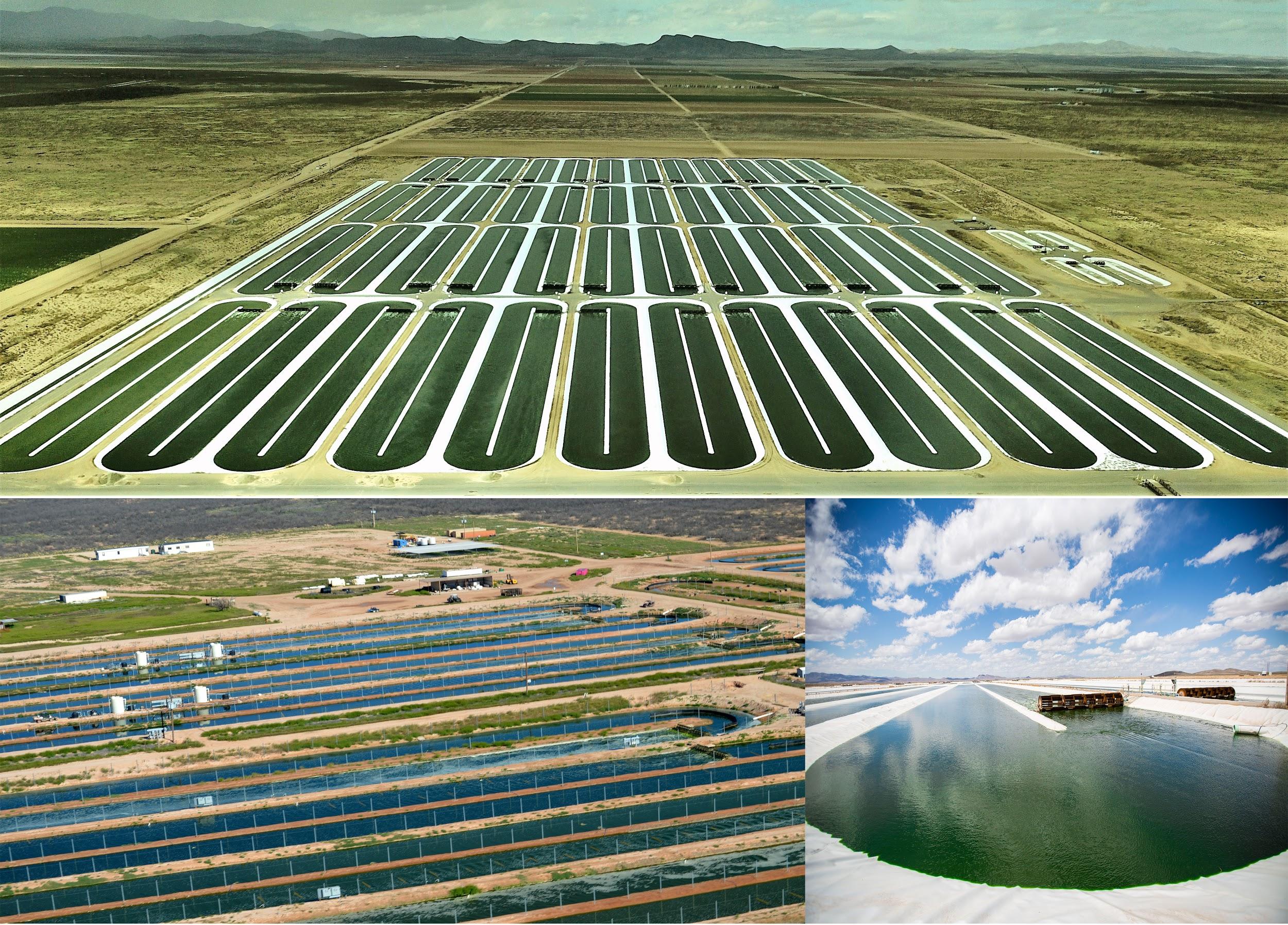 virgin unite, ocean unite, algae