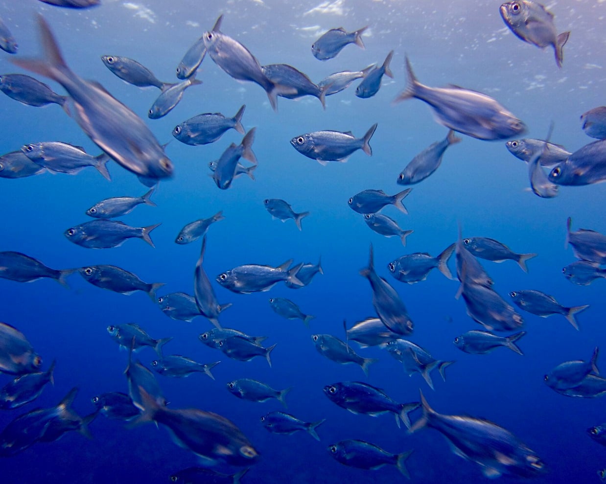 Virgin Unite, Ocean Unite, Ocean, Kristin Hettermann