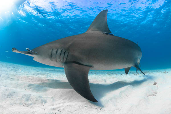 Virgin Unite, Ocean Unite, Ocean, Sharks