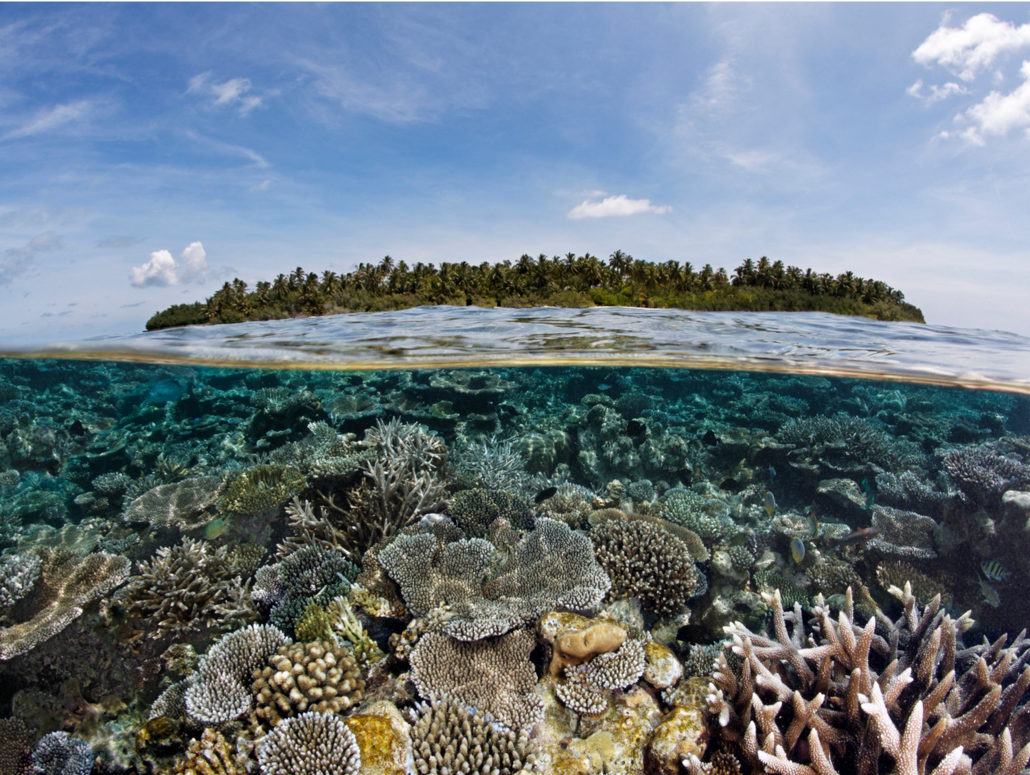 Ocean Unite, Coral Ocean Unite, Coral