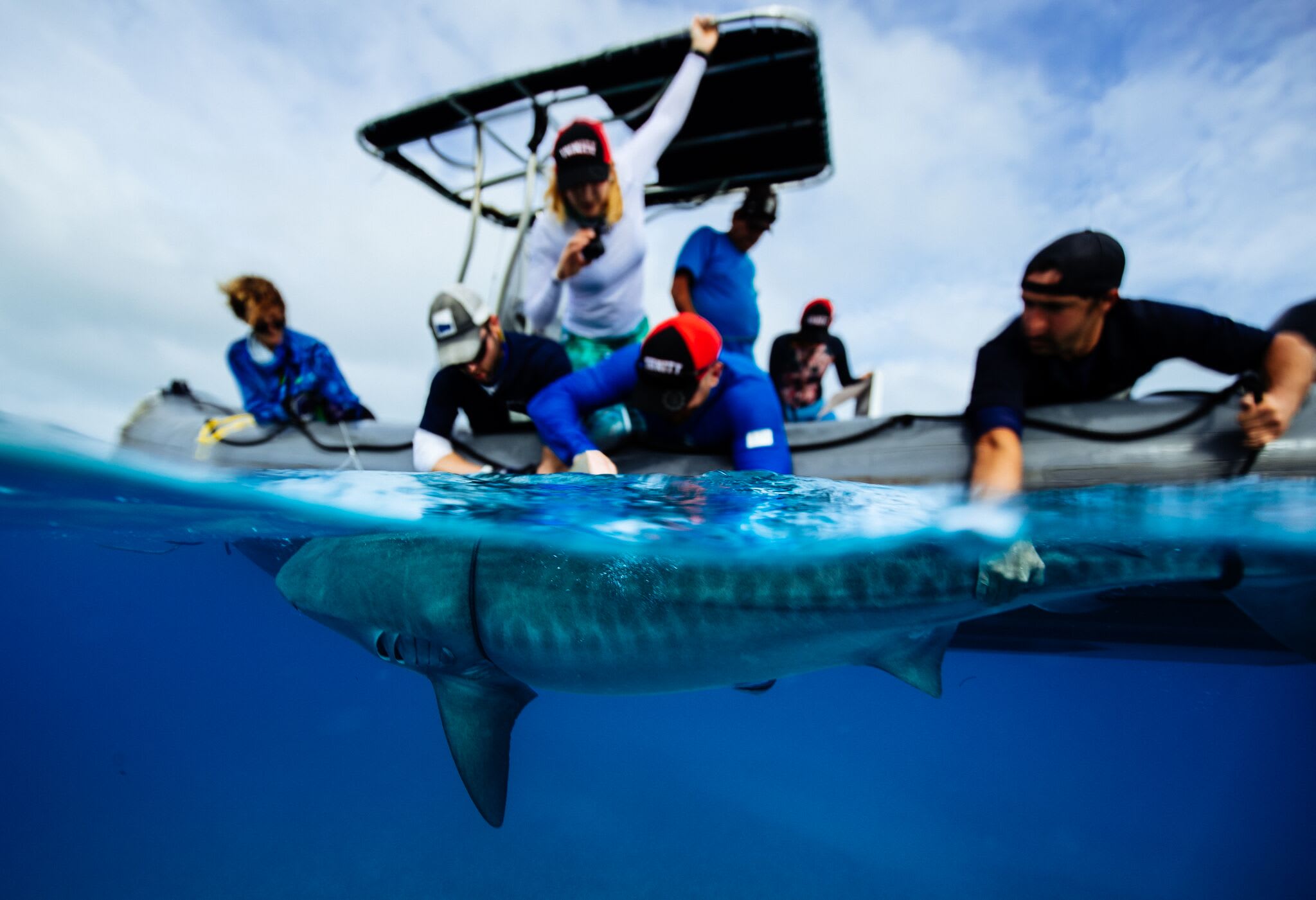 Ocean Unite, Tiger Sharks Ocean Unite, Tiger Sharks