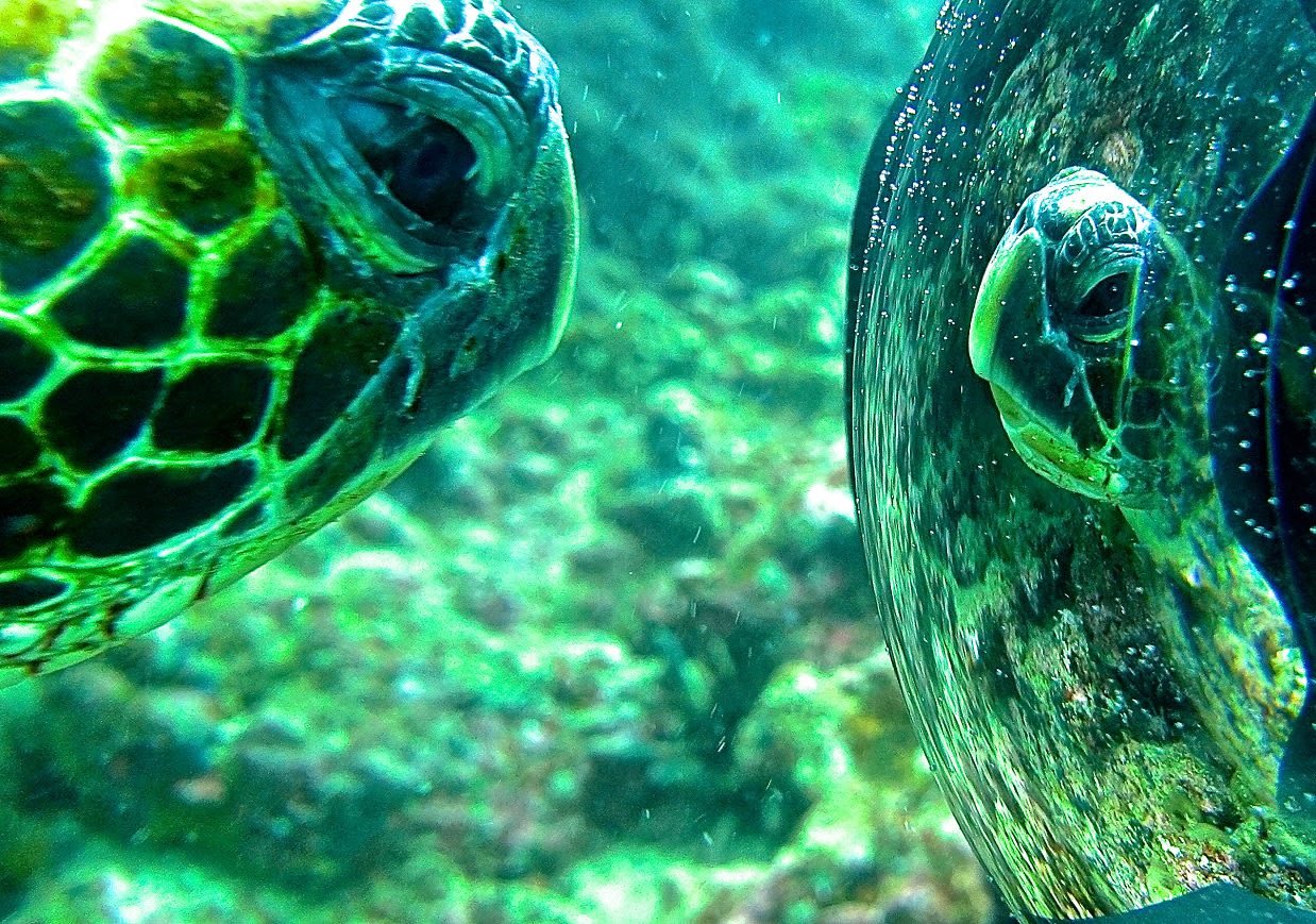 Green Sea Turtle in Galápagos