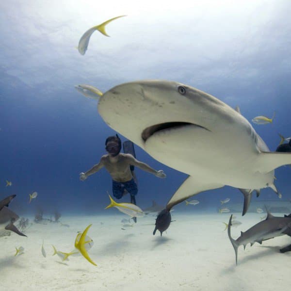 Virgin Unite, ocean, Rob Stewart