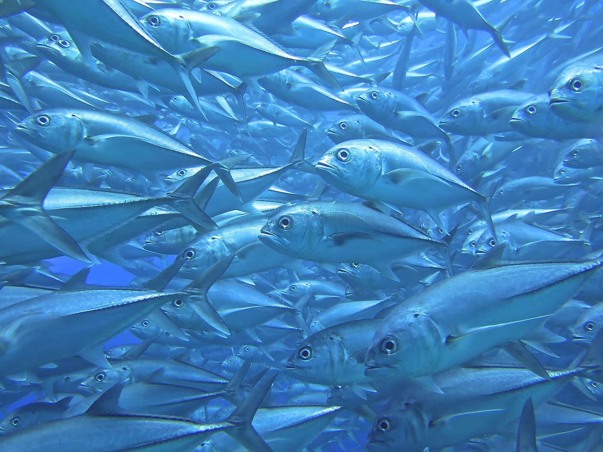 Virgin Unite, Ocean Unite, Ocean, Kristin Hettermann