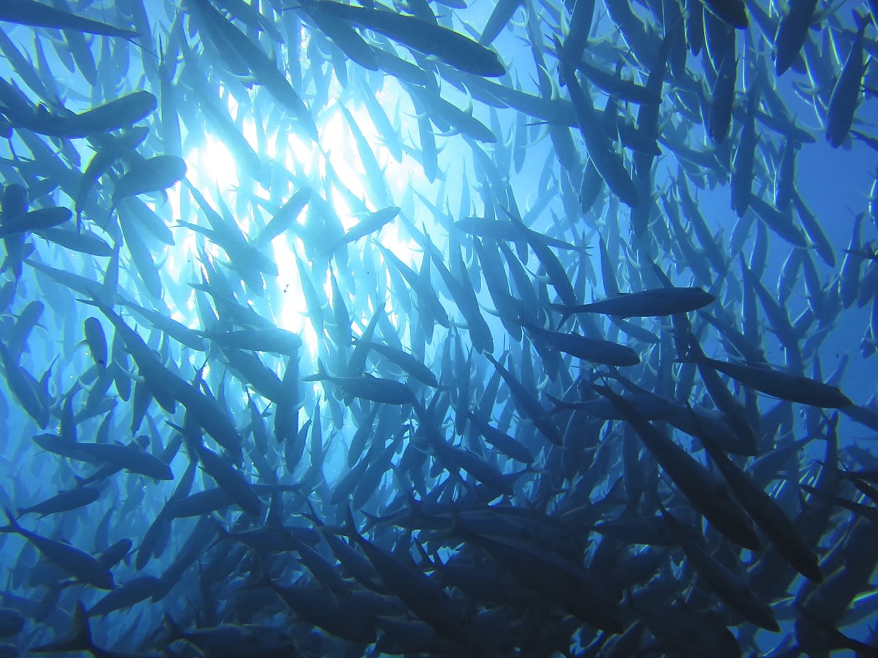 Virgin Unite, Ocean Unite, Ocean, Kristin Hettermann