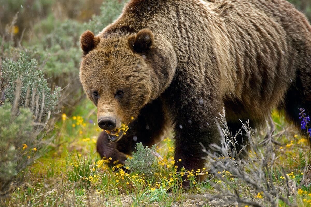Virgin Unite, Conservation, Jamie Joseph, Bears, Mangelsen