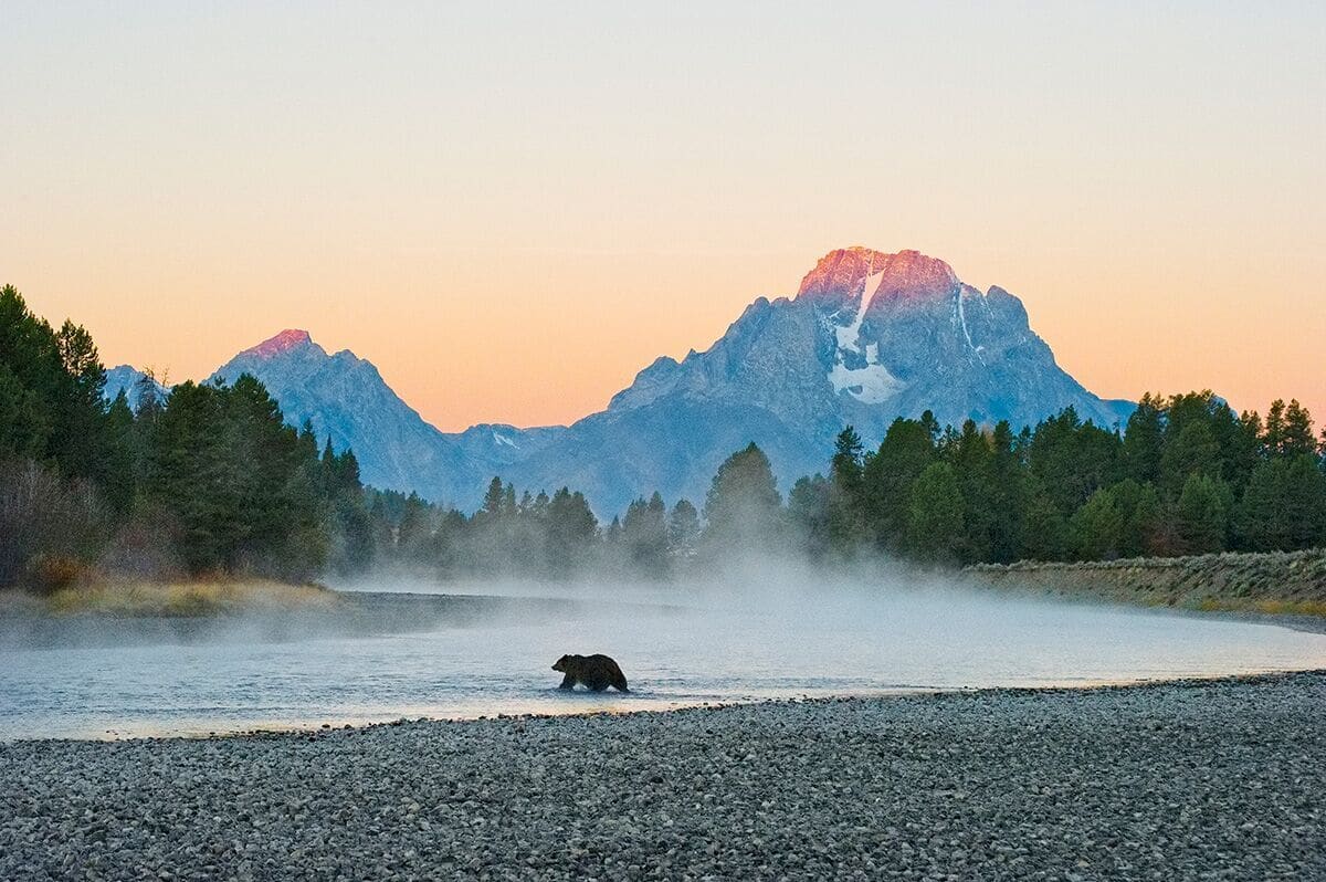 Virgin Unite, Conservation, Jamie Joseph, Bears, Mangelsen