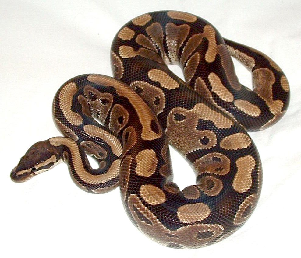 トーゴ産ボールパイソン / Togo Ball Python (Python regius) | HidupHub