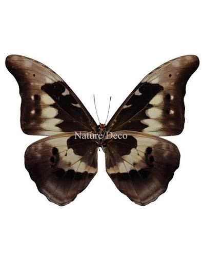 Morpho Butterfly (Helena) / モルフォチョウ / Morpho helena (1