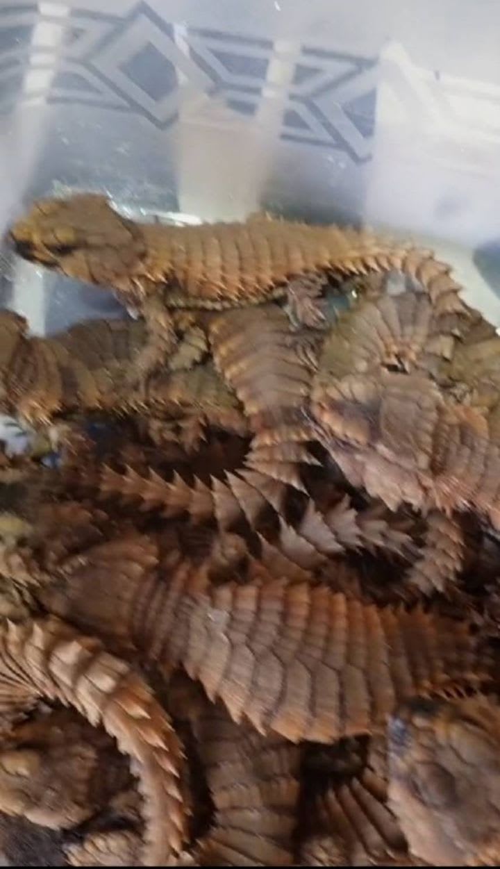 アルマジロトカゲ / Armadillo Girdled Lizard / Armadillo Lizard