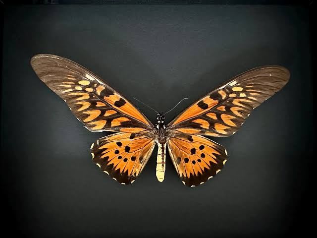 カメルーン産 アフリカオナガアゲハ｜Papilio antimachus｜大型蝶標本