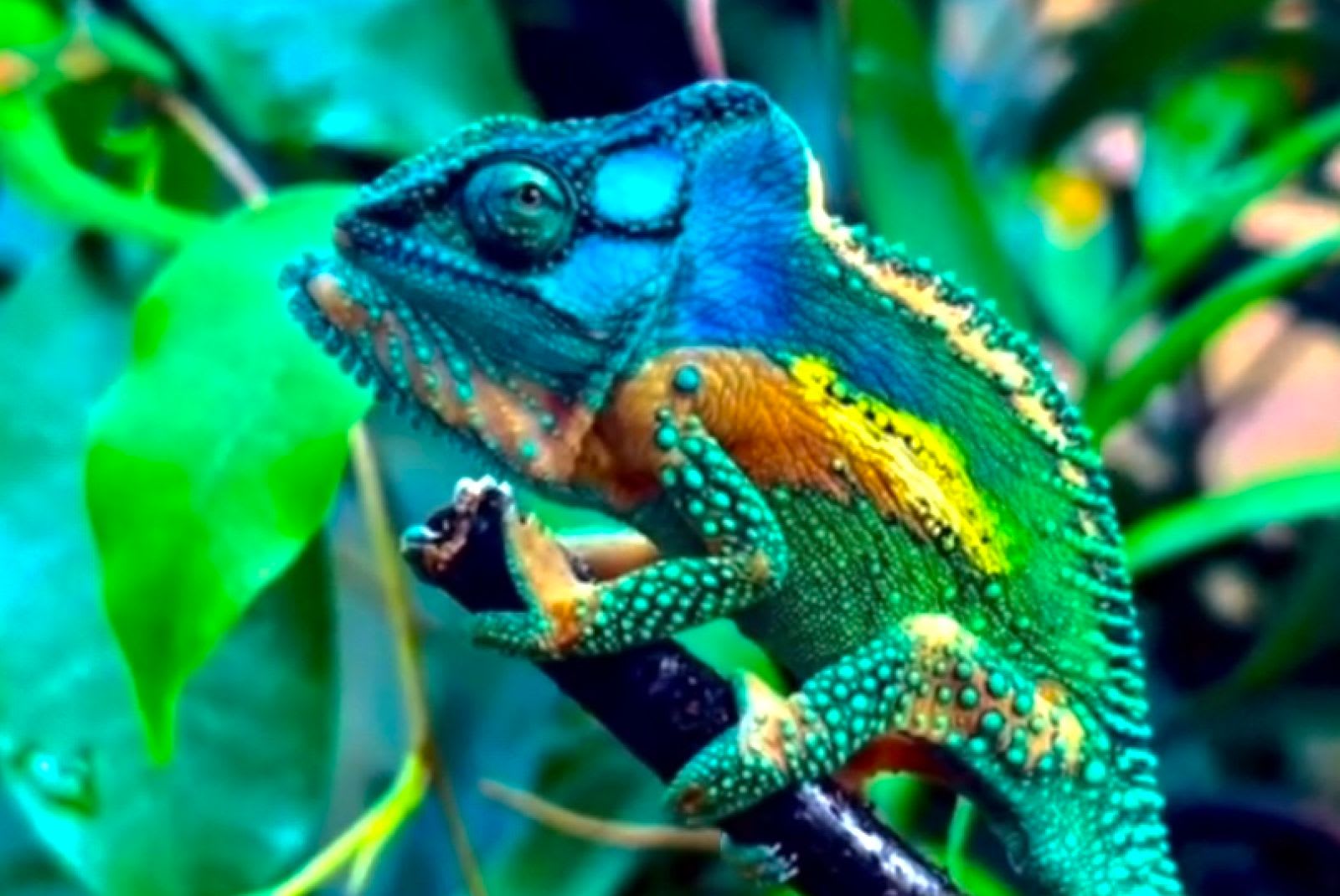 クニスナドワーフカメレオン / Knysna Dwarf Chameleon / Bradypodion