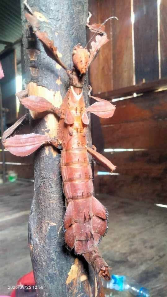 オオコノハムシ / Giant malaysian leaf insect(Pair) | HidupHub