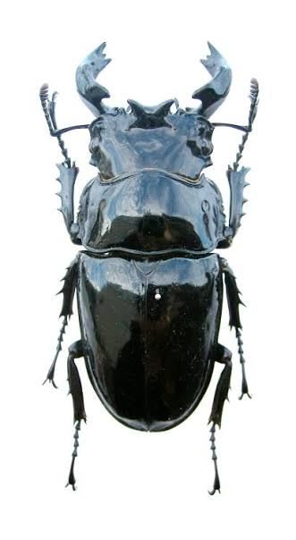 95mm】タランドゥスオオツヤクワガタ ペア / Tarandus Stag Beetle
