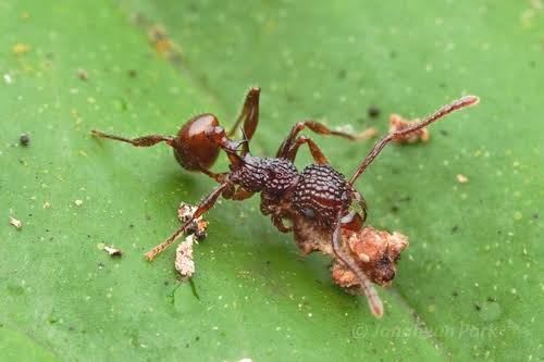 Acanthomyrmex ferox(Colony) / フェロクスナミバラアリ(コロニー