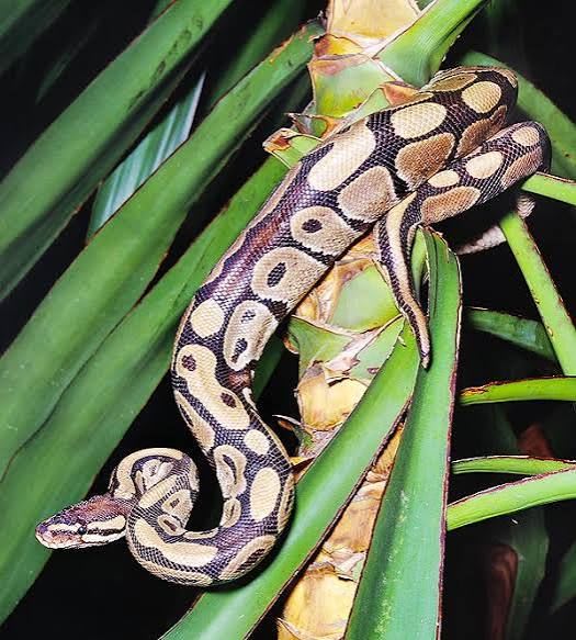 ボールパイソン(ペア) / Ball Python / Royal Python / Python regius
