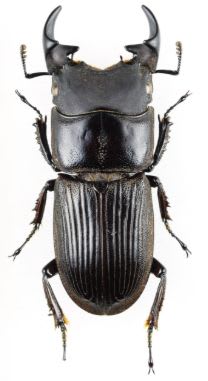アトリカラーネブトクワガタ WDペア / Aegus atricolor | HidupHub
