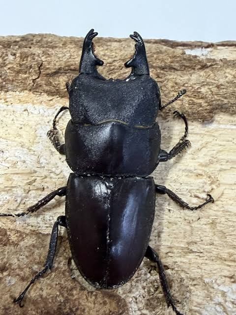 タウルスヒラタクワガタ（クシヒゲヒラタクワガタ) / Dorcus taurus