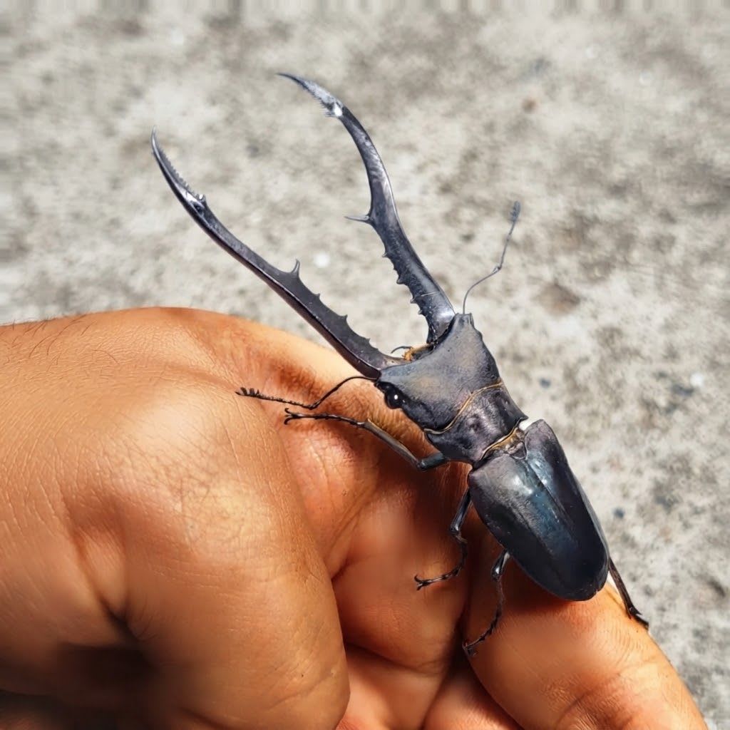 メタリフェルホソアカクワガタ ♂76mm Pair / Cyclommatus metallifer