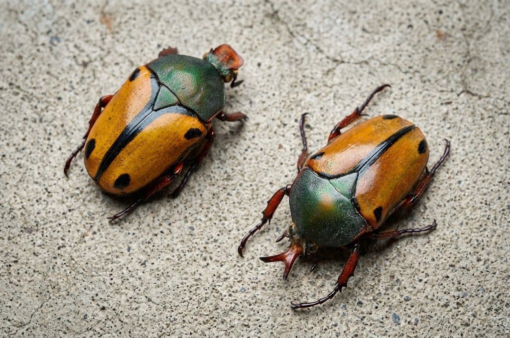 Eudicella smithii(Pair) / スミスサスマタカナブン | Hiduphub